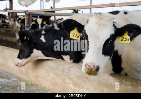 Ein Milchviehbetrieb in Nowshra, KPK Provinz in Pakistan, der moderne Technologien wie Solarenergie, Tierkennzeichnung, Abgassysteme verwendet. Stockfoto