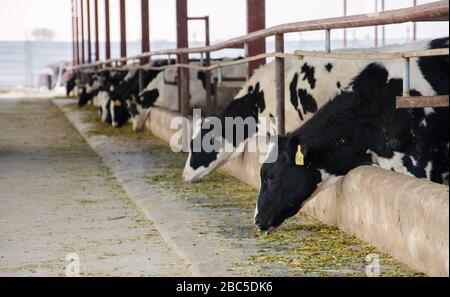 Ein Milchviehbetrieb in Nowshra, KPK Provinz in Pakistan, der moderne Technologien wie Solarenergie, Tierkennzeichnung, Abgassysteme verwendet. Stockfoto