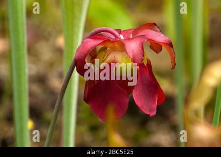 Sydney Australien, rote Blume einer Fallstricke bei Sonnenschein Stockfoto