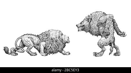 Darstellung des Monster Werwolf. Nemeischer Löwe und Werwolf Anatomievergleich. Fantasy-Zeichnung. Stockfoto