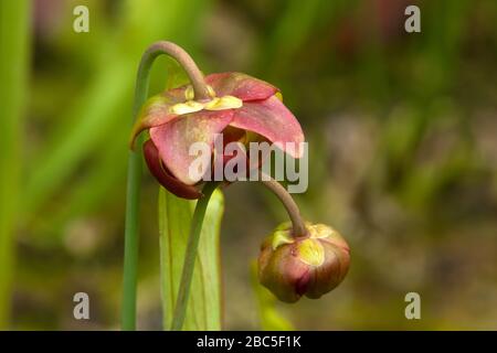 Sydney Australien, rot blühende sarracenia purpurea und Knospe im Garten Stockfoto