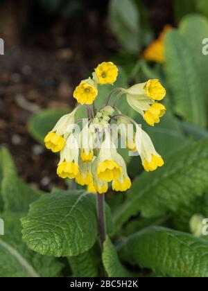 Eine Nahaufnahme des gelben Blumenkopfes einer Feigschlinge Primula veris zeigt die einzelnen kleinen Florettfelle Stockfoto