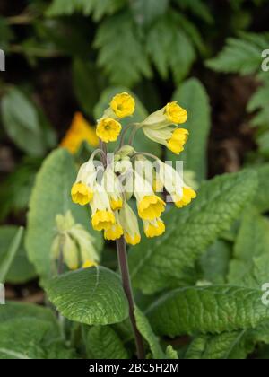 Eine Nahaufnahme des gelben Blumenkopfes einer Feigschlinge Primula veris zeigt die einzelnen kleinen Florettfelle Stockfoto