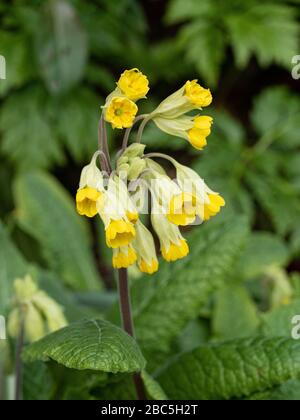 Eine Nahaufnahme des gelben Blumenkopfes einer Feigschlinge Primula veris zeigt die einzelnen kleinen Florettfelle Stockfoto