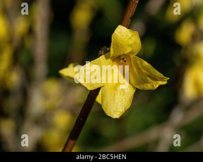 Eine Nahaufnahme einer einzigen leuchtend gelben Blume von Forsythia x Intermedia Weekend Stockfoto