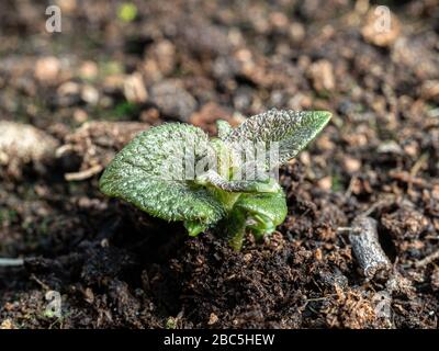 Eine Nahaufnahme eines kürzlich entstandenen Jazzer Kartoffelschießens Stockfoto