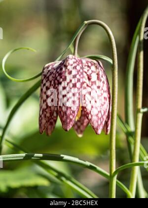 Eine Nahaufnahme einer einzigen rosafarbenen Schachbrettblume der Schlangen kopffritilllarian Fritillaria meleagris Stockfoto