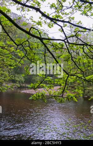 Der Fluss wale am Clink Bank Wood unterhalb von Richmond, North Yorkshire, England, Großbritannien Stockfoto