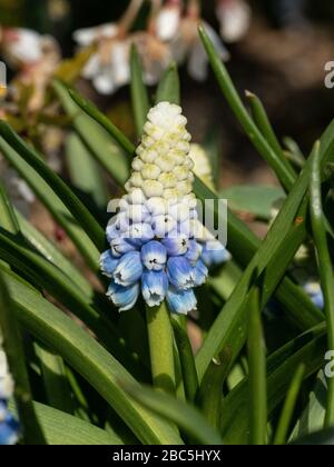 Eine Nahaufnahme eines weißen, bleichenden bis blauen Blumenspitzen der Traubenhyazinthe Muscari armeniacum 'Mountain Lady' Stockfoto