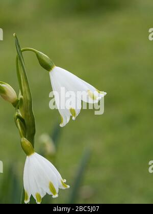 Eine Nahaufnahme einer einzigen weißen Blume des sommerlichen Schneeflokes Leucojum aestivum Stockfoto