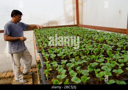 Kleinbauernbesitzer Obaid ur Rehman tendiert zu den Sämlingen in der Baumschule in Balkasar Punjab, Pakistan. Stockfoto