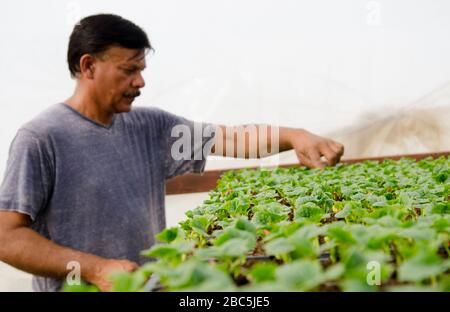 Kleinbauernbesitzer Obaid ur Rehman tendiert zu den Sämlingen in der Baumschule in Balkasar Punjab, Pakistan. Stockfoto