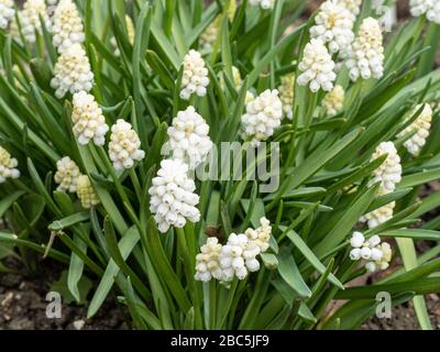 Ein blühender Klumpen der reinweißen Traubenhyazinthe Muscari White Magic Stockfoto