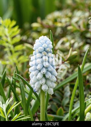 Eine Nahaufnahme eines einzelnen blassblauen Blumenkopfs der Traubenhyazinthe Muscari Valerie Finnis Stockfoto