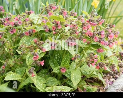 Eine blühende Pflanze des rot geblümten Lungworts Pulmonaria rubra Stockfoto