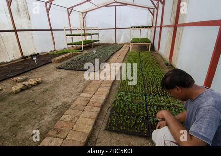 Kleinbauernbesitzer Obaid ur Rehman tendiert zu den Sämlingen in der Baumschule in Balkasar Punjab, Pakistan. Stockfoto