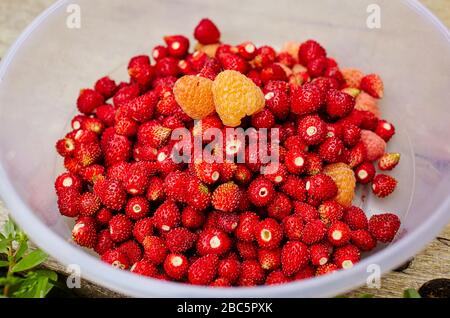 Wilde Erdbeeren und gelbe Himbeeren in Plastikkorb auf Holzgrund Stockfoto