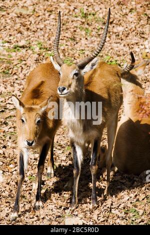 Lechswe - Kobus leche, schöne Antilope aus zentralafrikanischen Savannen und Feuchtgebieten, in angolanischer Sprache. Stockfoto