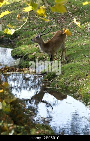 Lechswe - Kobus leche, schöne Antilope aus zentralafrikanischen Savannen und Feuchtgebieten, in angolanischer Sprache. Stockfoto
