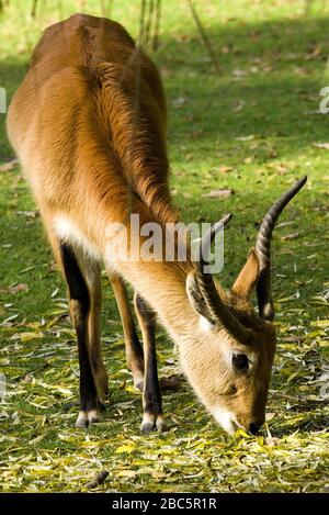 Lechswe - Kobus leche, schöne Antilope aus zentralafrikanischen Savannen und Feuchtgebieten, in angolanischer Sprache. Stockfoto