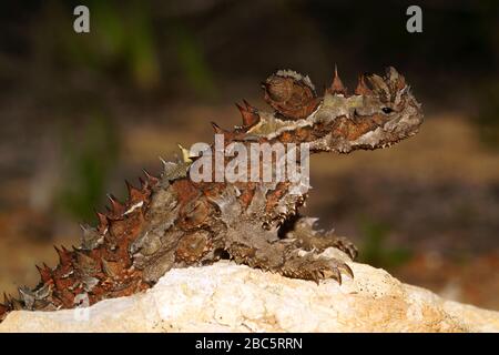 Dorniger Teufel, Moloch Horridus, Ameisenfresser in Western Australia, Seitenansicht Stockfoto
