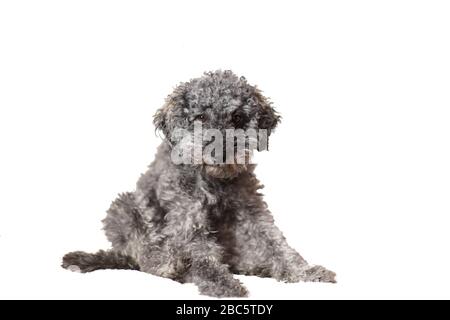 Schneiden Sie aus dem jungen grauen Pudelhund mit Teddyschnitt, der auf dem Boden sitzt und schläfrig aussieht Stockfoto