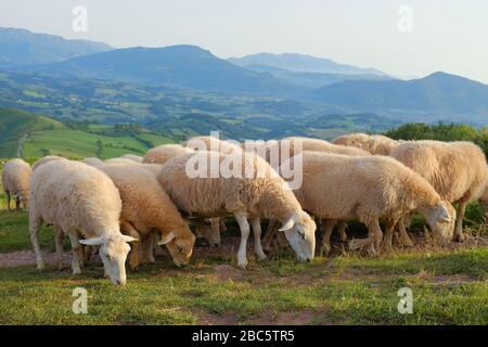 Schafherde auf einem Hügel, camino de santiago, Spanien. Stockfoto