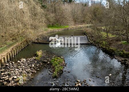 Ein Wehr am Fluss Almond in Mid Calder, West Lothian, Schottland. Stockfoto