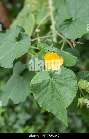 Kleine gelbe Nasturtiumblume im Gartenhintergrund. Stockfoto