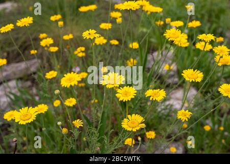 Calendula. Gelb blühende Crown Daisy- oder Maismarigalpflanzen. Glebionis coronaria oder Glebionis segentum Stockfoto