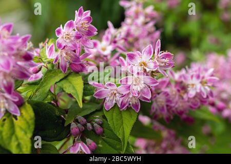 Strauch mit rosafarbenen Blumen schließen. Deutzia Himbeere sundae. Deutzia Erdbeerfelder. Deutzia gracilis Rosea. Blumiserer natürlicher Hintergrund Stockfoto