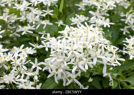 Kleine weiße, duftende Blumen von Clematis recta oder Clematis Flammula oder Clematis Manchurian im Sommergarten. Blumiserer natürlicher Hintergrund. Stockfoto