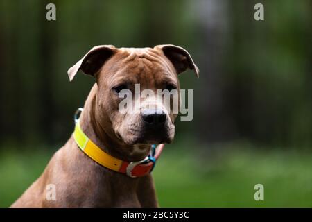 Red american staffordshire Terrier spaziert im Freien im Park Stockfoto