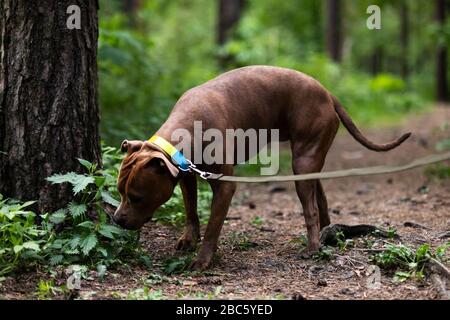 Red american staffordshire Terrier spaziert im Freien im Park Stockfoto