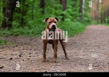 Red american staffordshire Terrier spaziert im Freien im Park Stockfoto