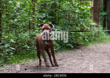 Red american staffordshire Terrier spaziert im Freien im Park Stockfoto