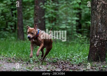 Red american staffordshire Terrier spaziert im Freien im Park Stockfoto