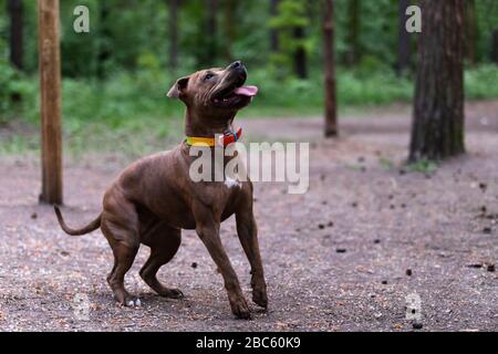 Red american staffordshire Terrier spaziert im Freien im Park Stockfoto