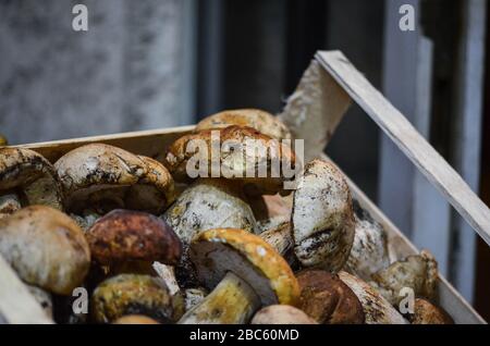 Frische Pilze aus der Nähe auf dem italienischen Markt Stockfoto