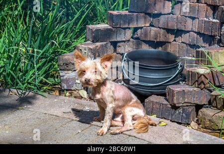 Ein kleiner Hund sitzt vor einem Kamin im Freien mit einem Bild aus Gusseisen-Topf im horizontalen Format Stockfoto