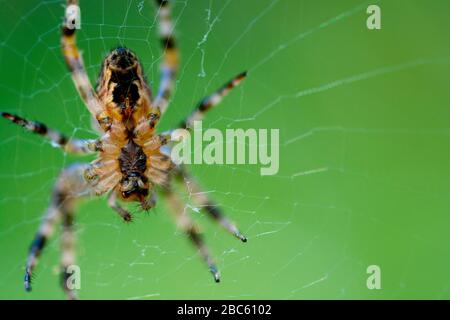 Die europäische Gartenspinne (Araneus diadematus) sitzt im Spinnennetz auf grünem Hintergrund und selektivem Fokus Stockfoto