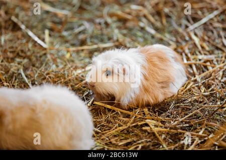 Süßes Rot-Weiß-Guinea-Schwein aus der Nähe. Kleines Haustier in seinem Haus, guinea-schwein im Heu. Stockfoto