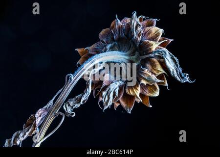 Verwelkte Sonnenblume im schwarzen Hintergrund Stockfoto