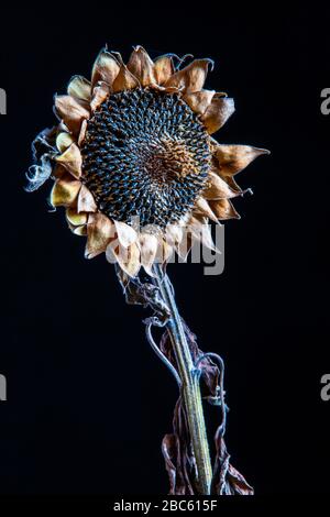 Verwelkte Sonnenblume im schwarzen Hintergrund Stockfoto