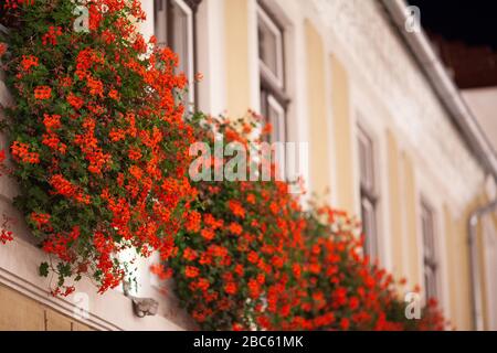 Schöne rote Blumen hängen vom Fenster oder Balkon, dekoratives Element der Architektur Stockfoto