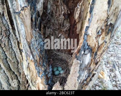 Geheimes Vogelnest von Common Blackbird (Turdus merula) mit 4 türkisfarbenen Eiern, die in einem alten Baumstamm versteckt sind Stockfoto