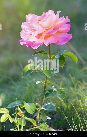 Rose. Rosa Blume im Sommergarten Stockfoto