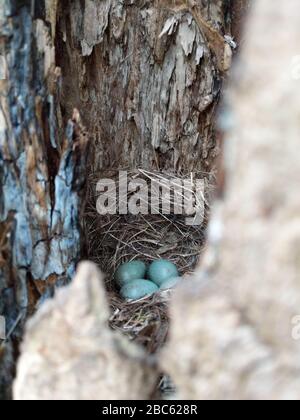 Geheimes Vogelnest von Common Blackbird (Turdus merula) mit 4 türkisfarbenen Eiern, die in einem alten Baumstamm versteckt sind Stockfoto