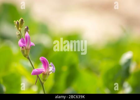 Rosa Blumen blühen von Ipomoea pes-Caprae Hintergrund verschwommen von grünen Blättern. Stockfoto