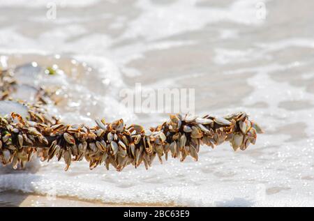 Viele weiße Schalen auf Bambus und Meer. Stockfoto